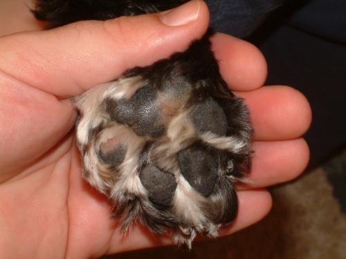 Sweet Pea's TenderPaws