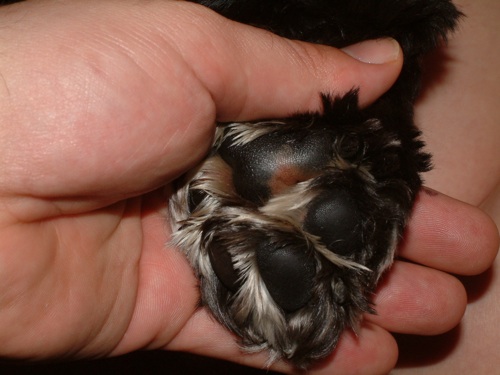Sweet Pea's TenderPaws