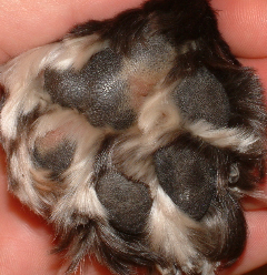Sweet Pea's TenderPaws