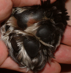 Sweet Pea's TenderPaws